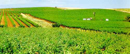 Vineyards in the Clare Valley